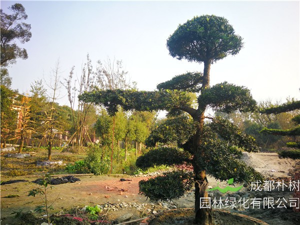 如何养好罗汉松？罗汉松盆栽如何养？